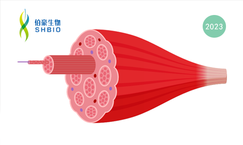 文献解读 | 单细胞和空间转录组学鉴定到与骨骼肌纤维化相关的巨噬细胞群