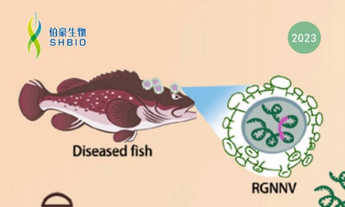 CRISPR 智库 | 基于 CRISPR/Cas13a 检测赤点石斑神经坏死病毒（RGNNV)