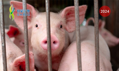 CRISPR 智库 | 基于 CRISPR/Cas12 快速、现场检测非洲猪瘟