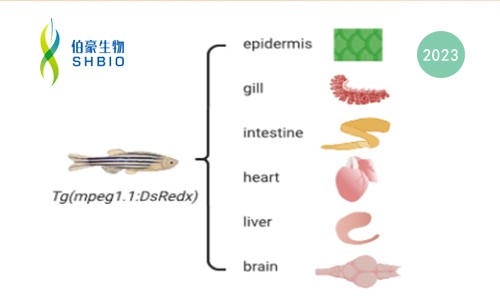 文献解读 | 跨器官单细胞转录组分析揭示了斑马鱼巨噬细胞和树突状细胞的异质性