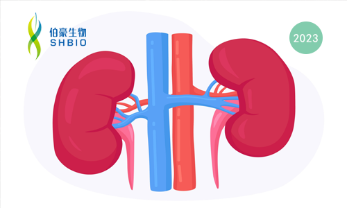 项目文章 | 在血糖水平变化的情况下，达格列净可通过不同方式减轻肾脏炎症并预防糖尿病肾病