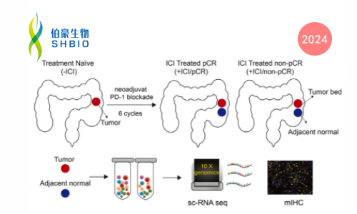 文献解读 | PD- 1 阻断可重塑错配修复缺陷型结直肠癌中的免疫细胞和基质细胞