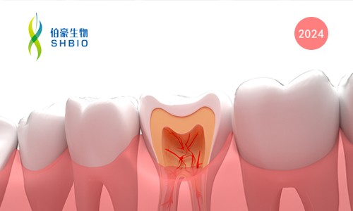 文献解读 | 人牙髓干细胞和人牙周韧带干细胞的单细胞 RNA 测序分析